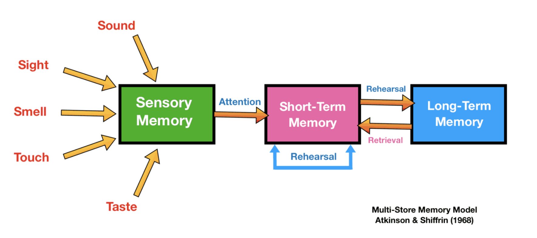 multi-store model of memory