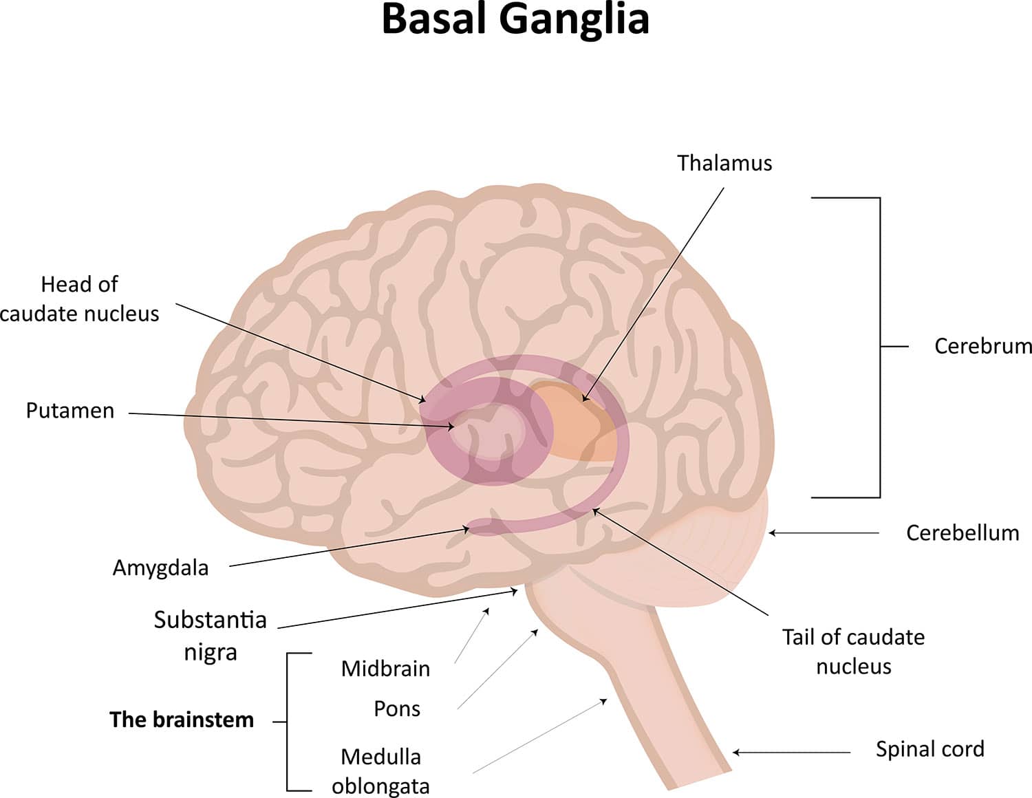 The Basal Ganglia Illustration.