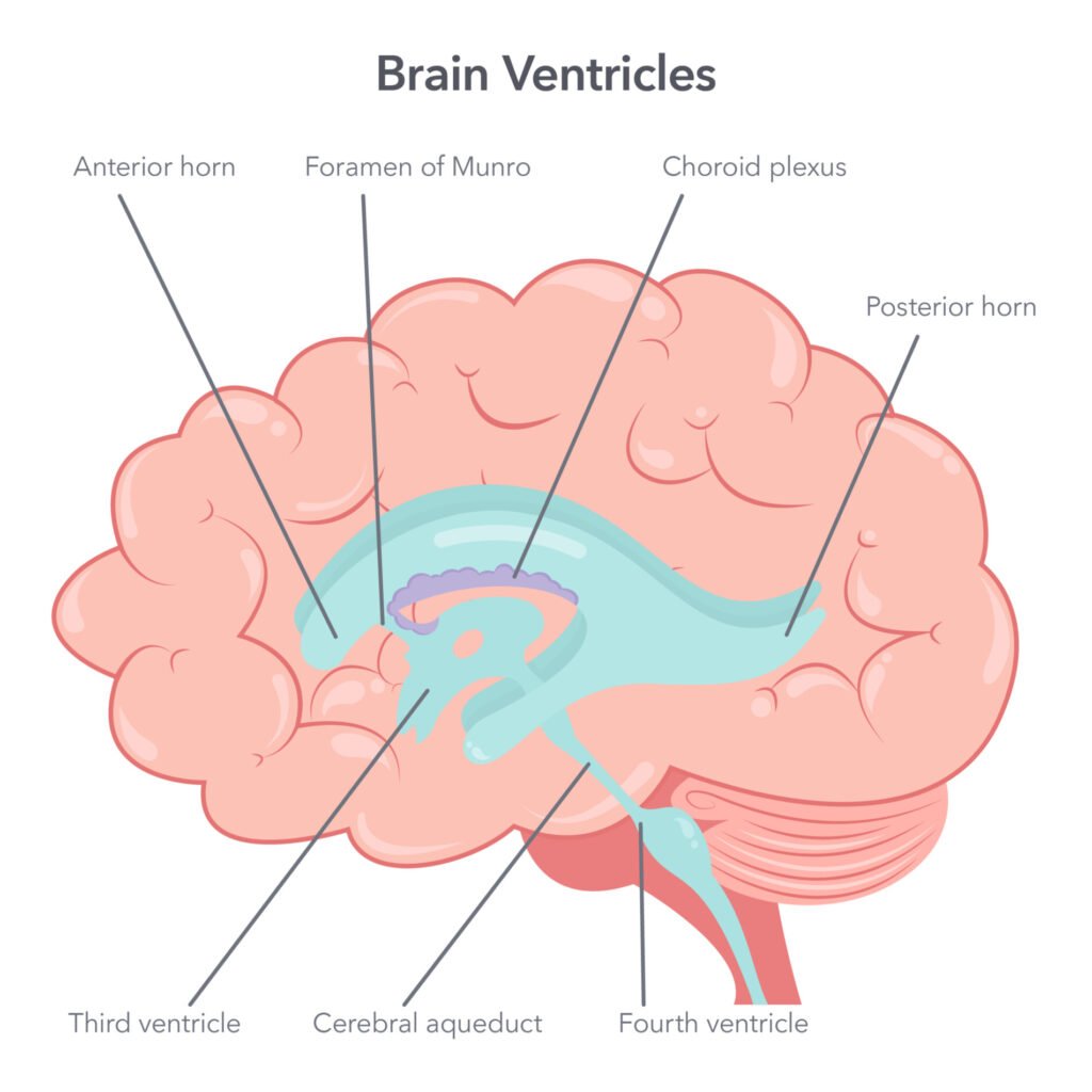 an illustration of the brain's ventricles with labelled parts