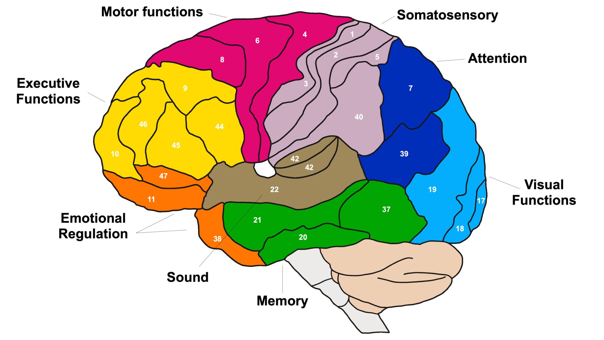 Brain Brodmann area region of the cerebral cortex with numbers and descriptions