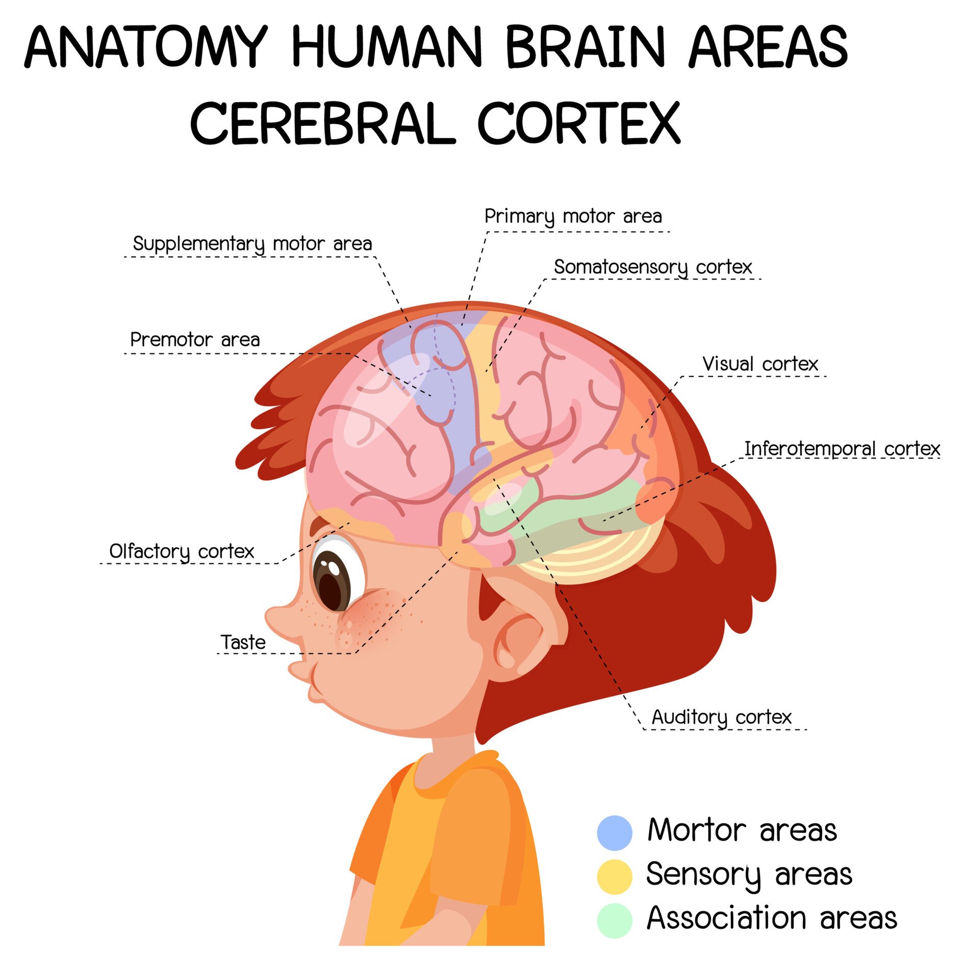 a diagram titled 'anatomy human brain areas cerebral cortex'. each area of the cerebral cortex is labelled