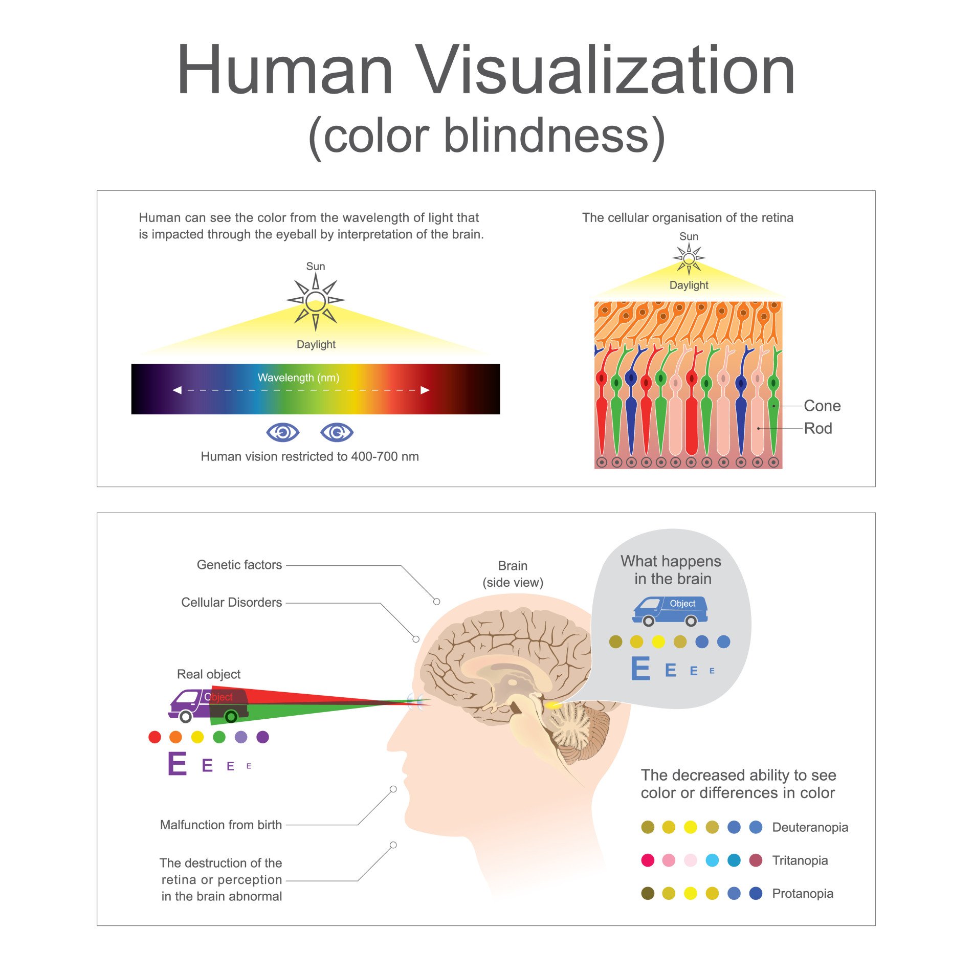 Human can see the color from wavelength of light. The destruction of the retina or perception in the brain abnormal.