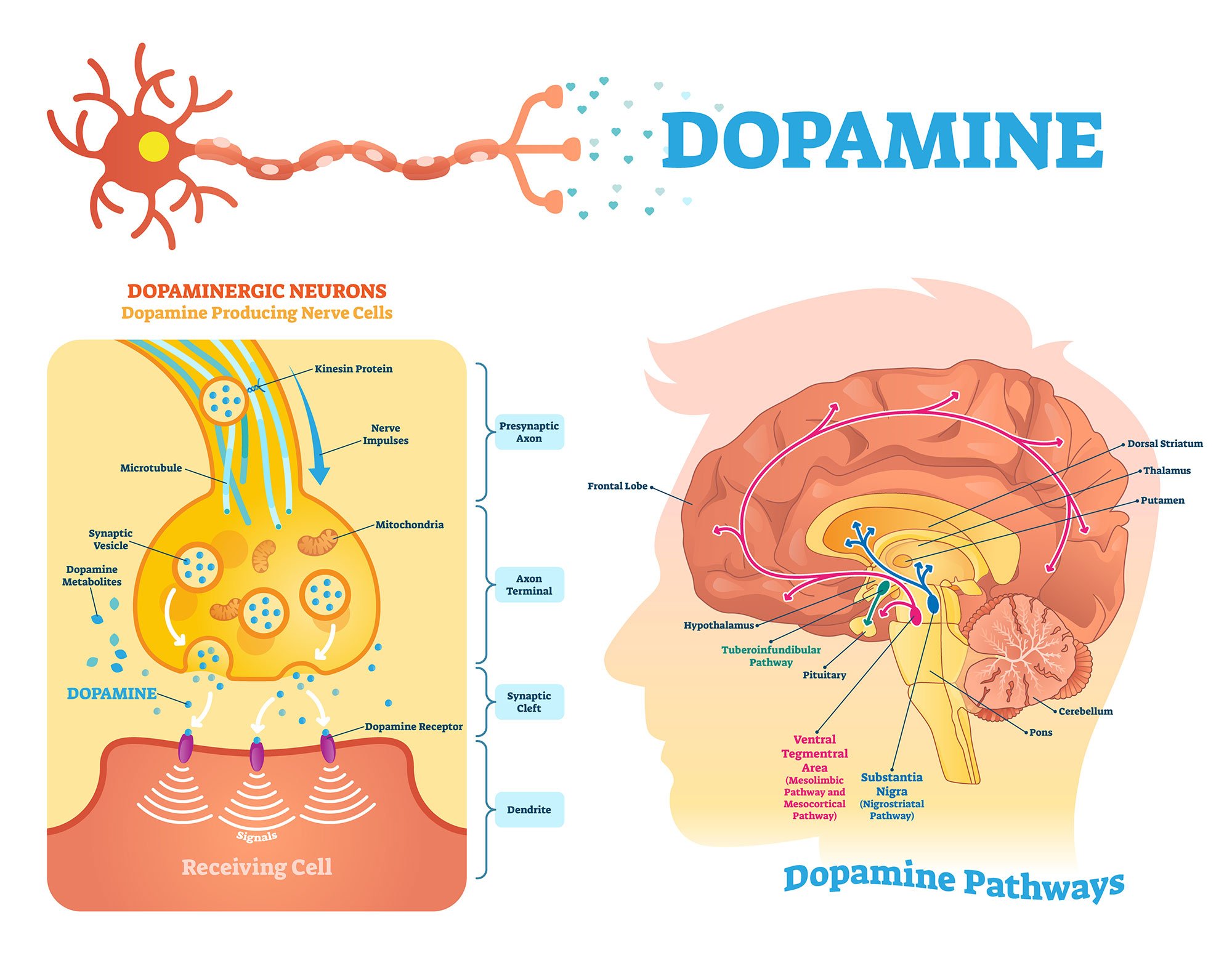 mesolimbic dopamine pathway
