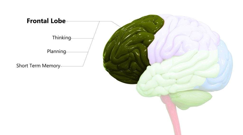 Frontal Lobe Described with Labels Anatomy
