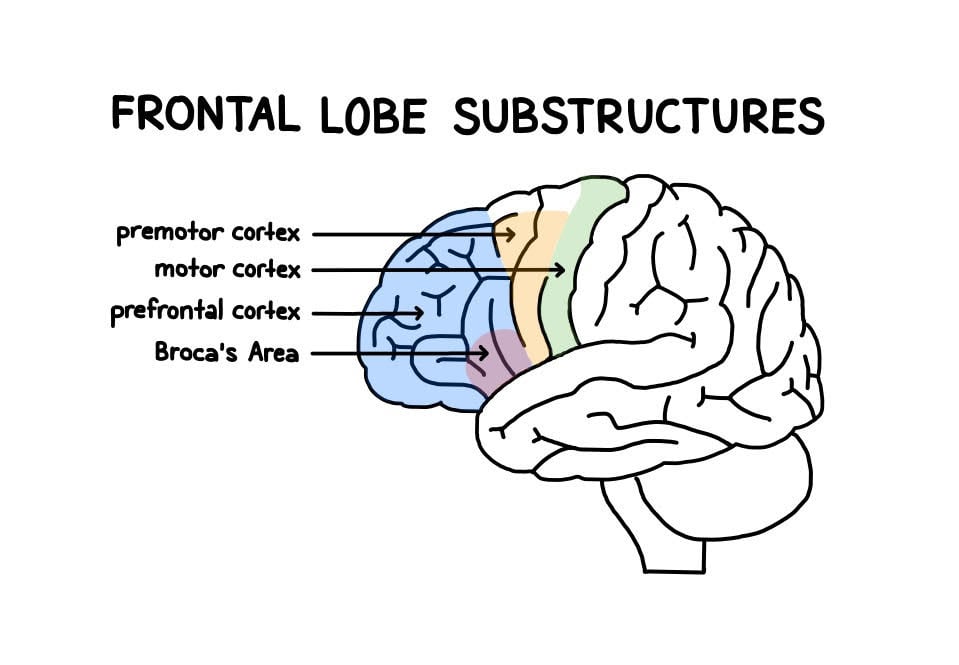 frontal lobe structure