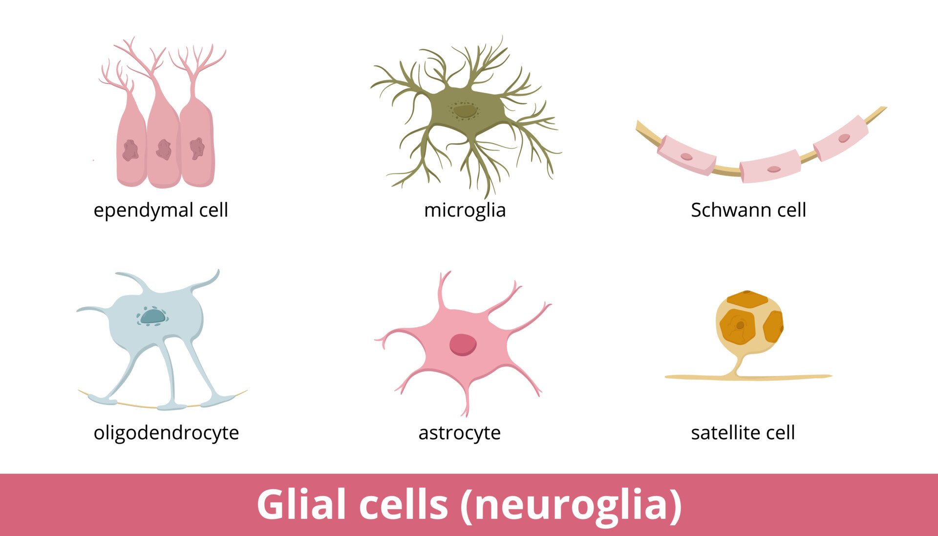 Glial cells