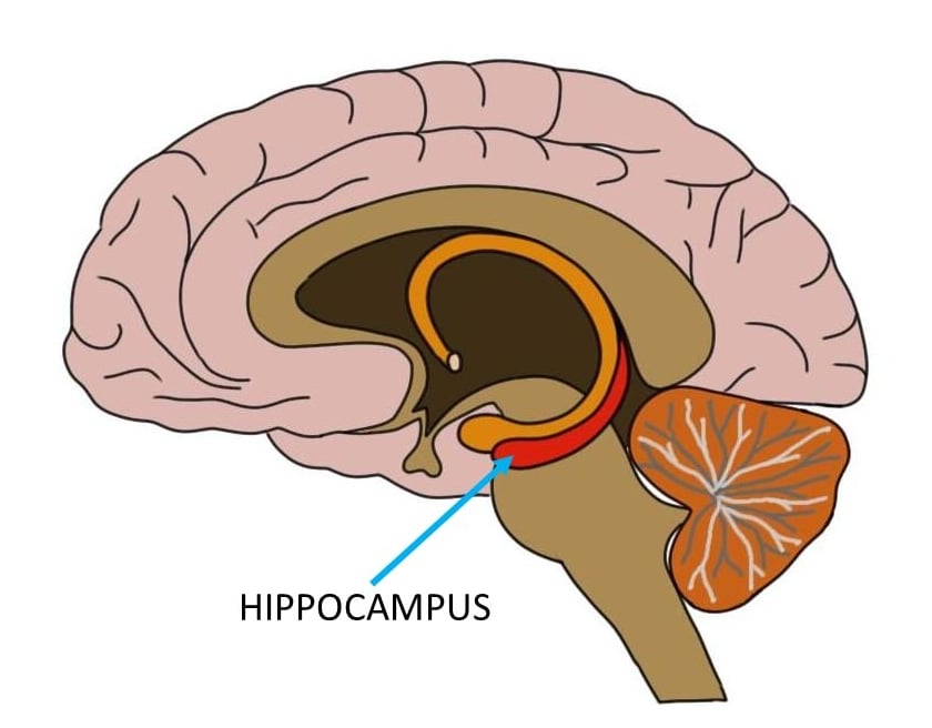Hippocampus location in the brain