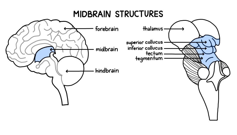 midbrain structures