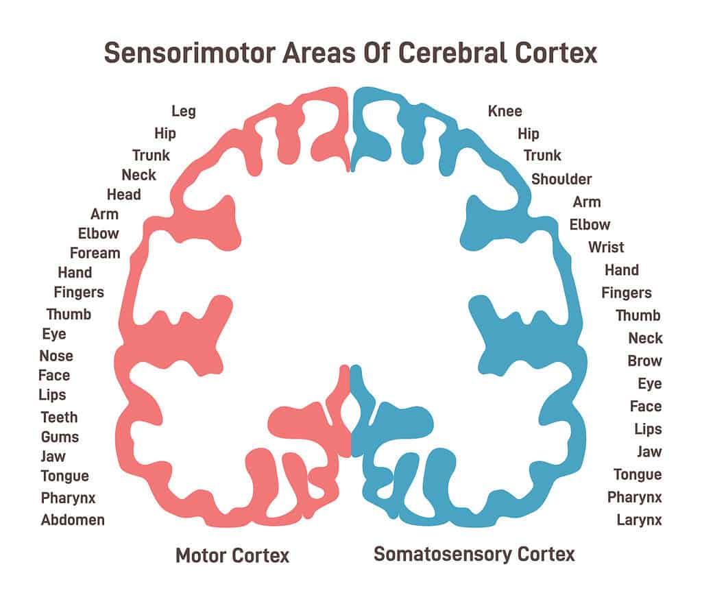 Sensorimotor areas of the cerebral cortex. Anatomy of the human brain.