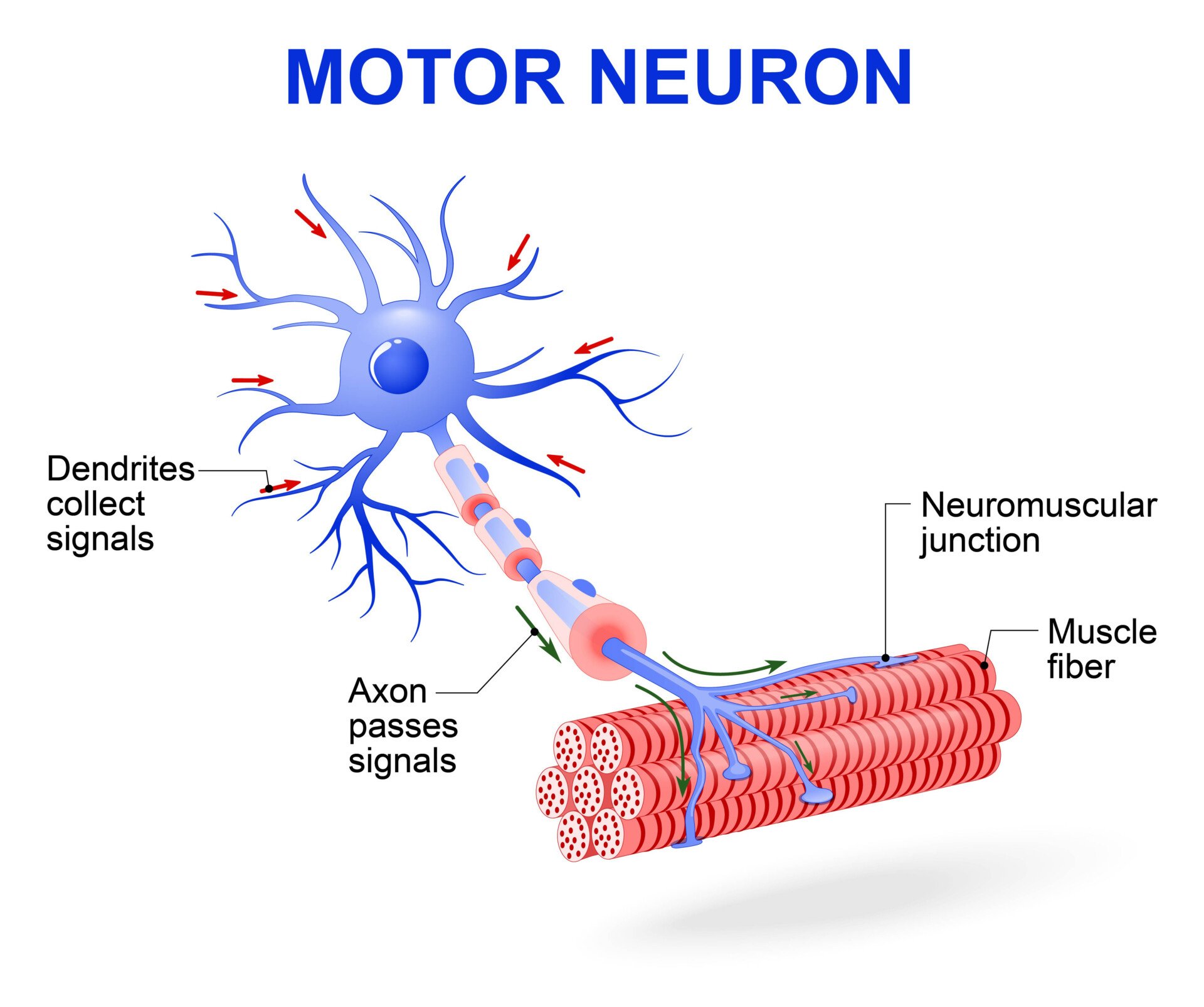 structure of a motor neuron. Includes dendrites, cell body with nucleus, axon, myelin sheath, nodes of Ranvier and muscle fiber