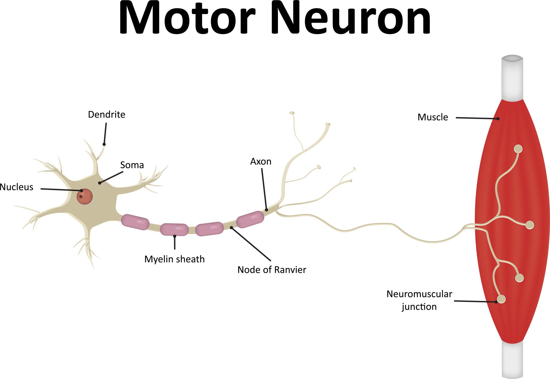 Motor Neurone Labeled