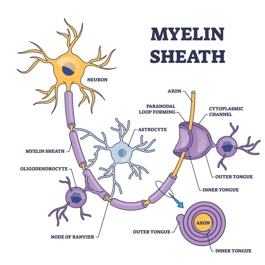 Myelin sheath layer for axon nerve with detailed structure outline diagram