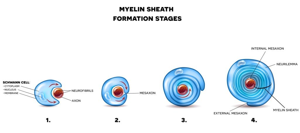 Myelin sheath formation