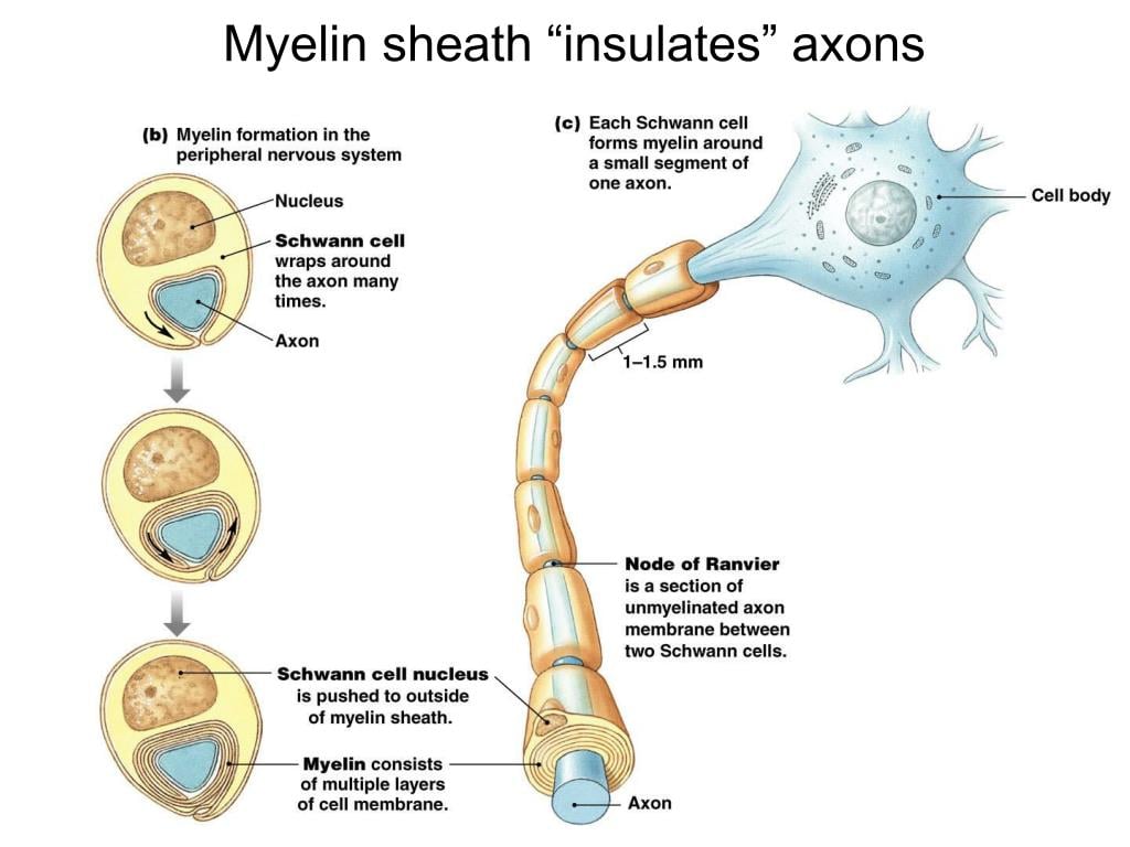 myelin sheath insulates axons