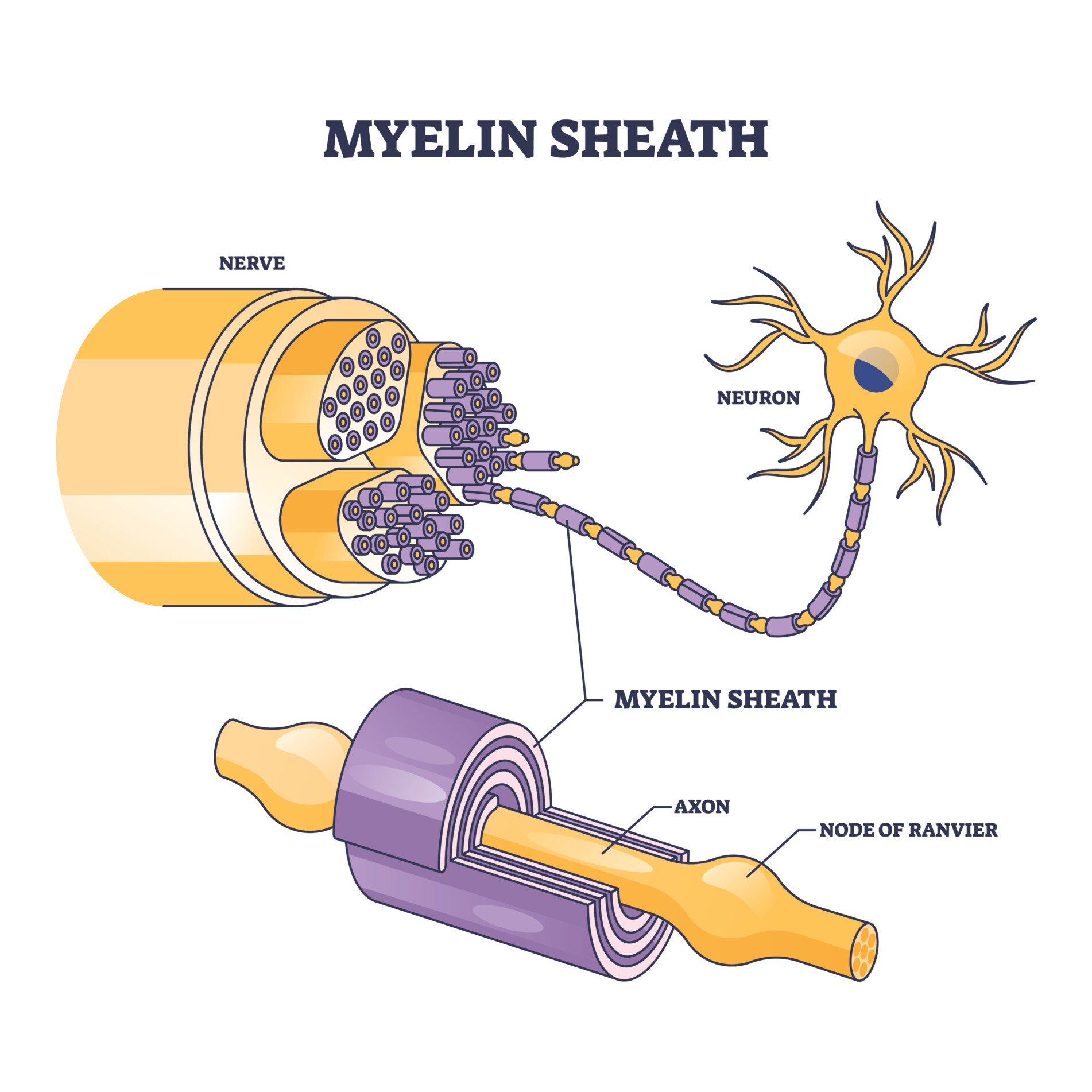 Myelin sheath as insulation layer for brain or spinal nerve outline diagram. Labeled educational anatomical scheme with physiological neuron, axon and node of ranvier location