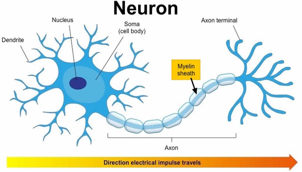 Neuron with myelin sheath 1