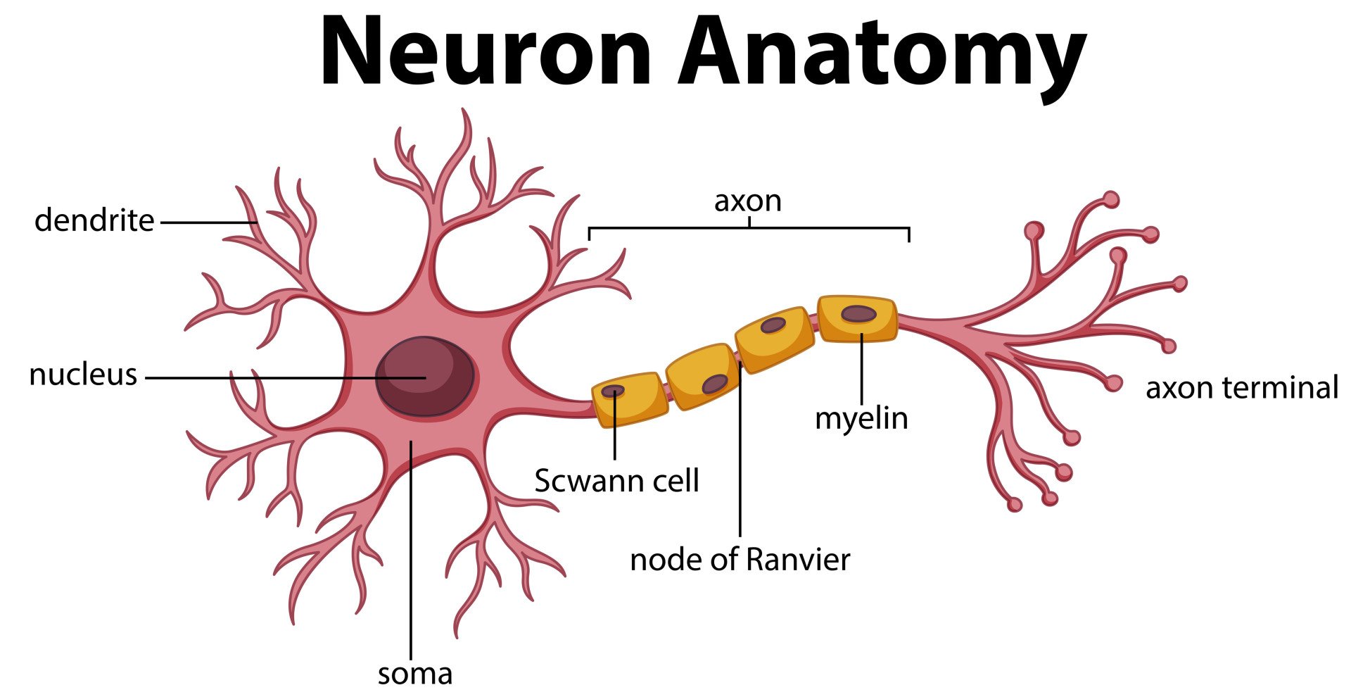 Neuron with myelin sheath