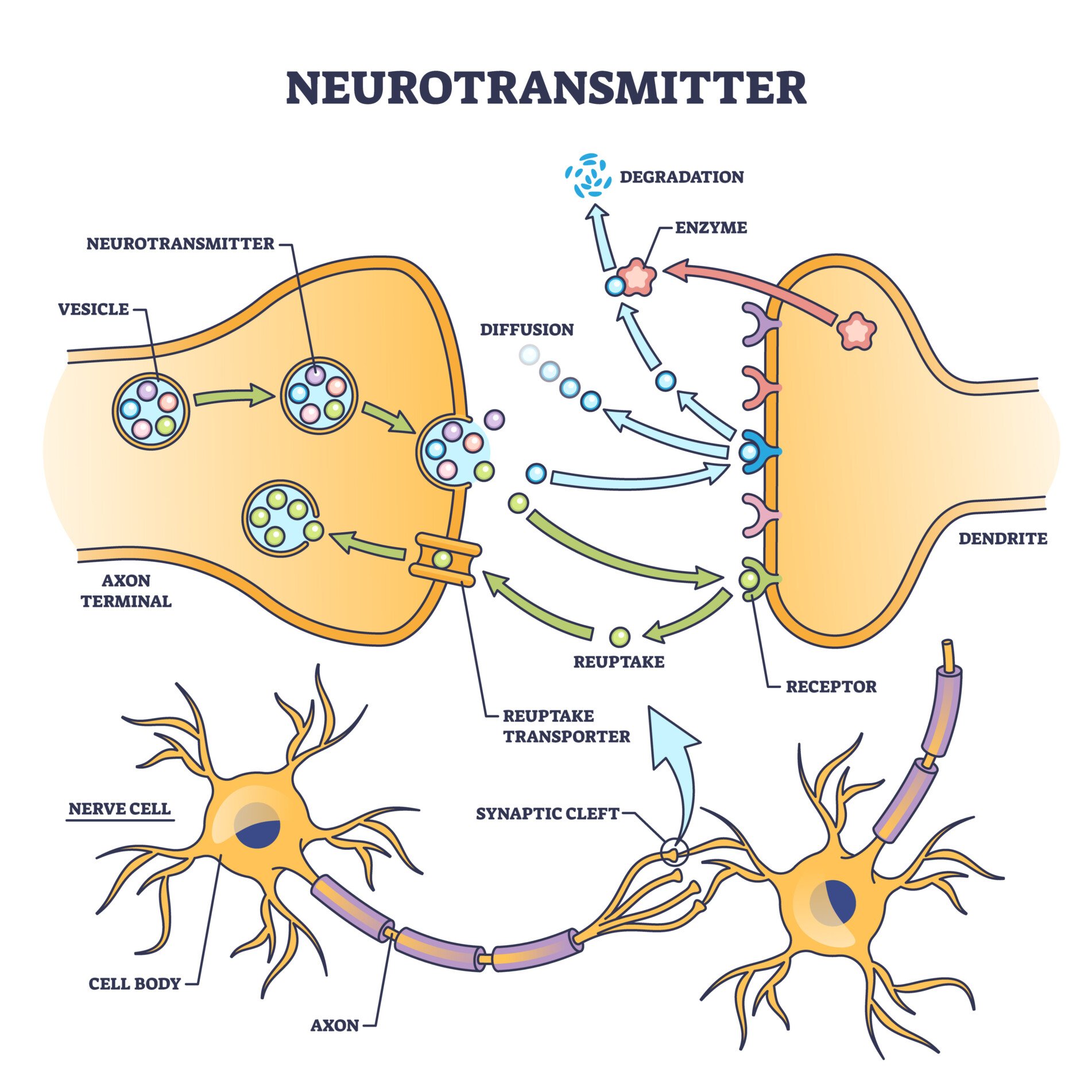 Diagram of two neurons with a part focused in on the process of neurotransmission at the synpase. Labelled vesicles, receptors, reuptake, enzymes.