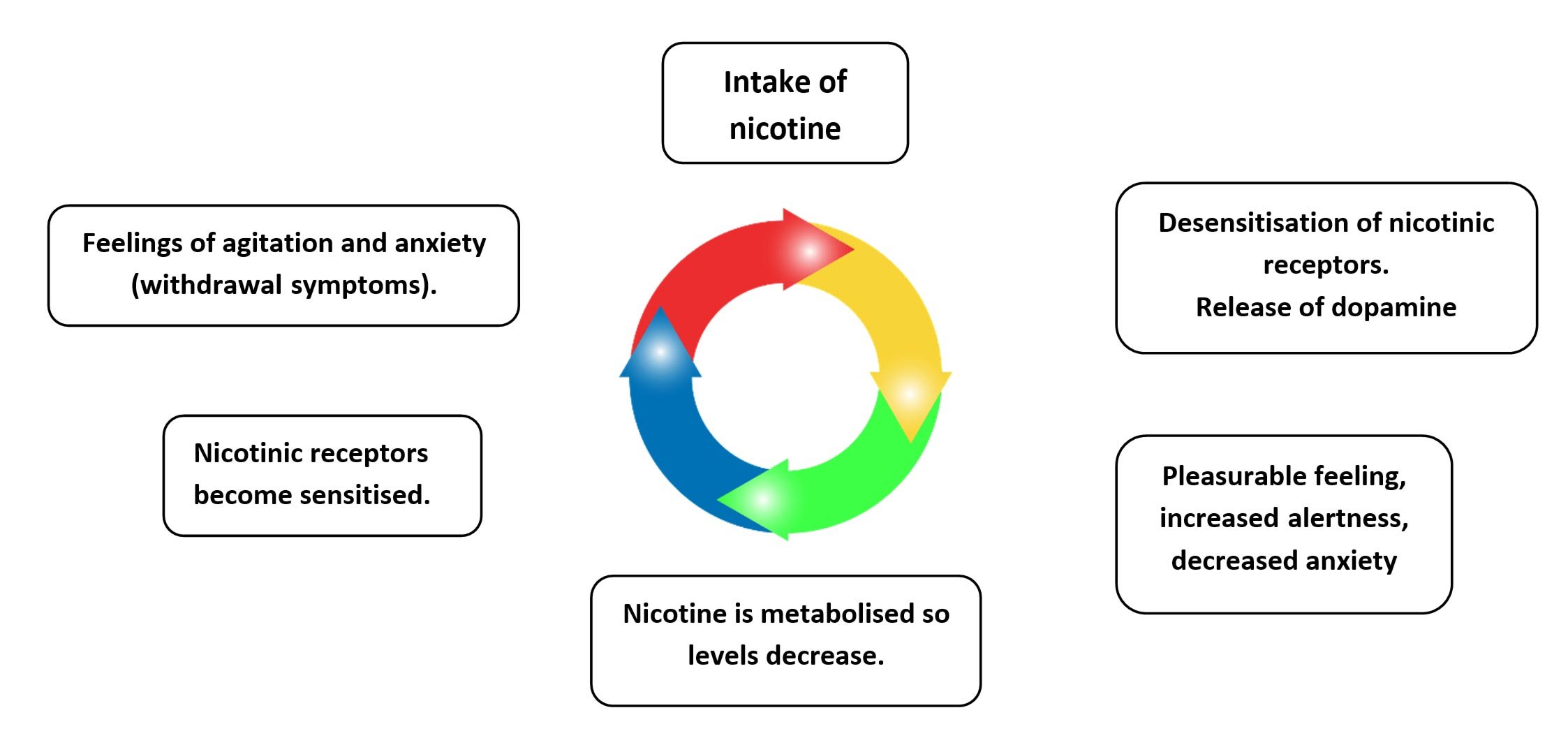 Nicotine regulation model 