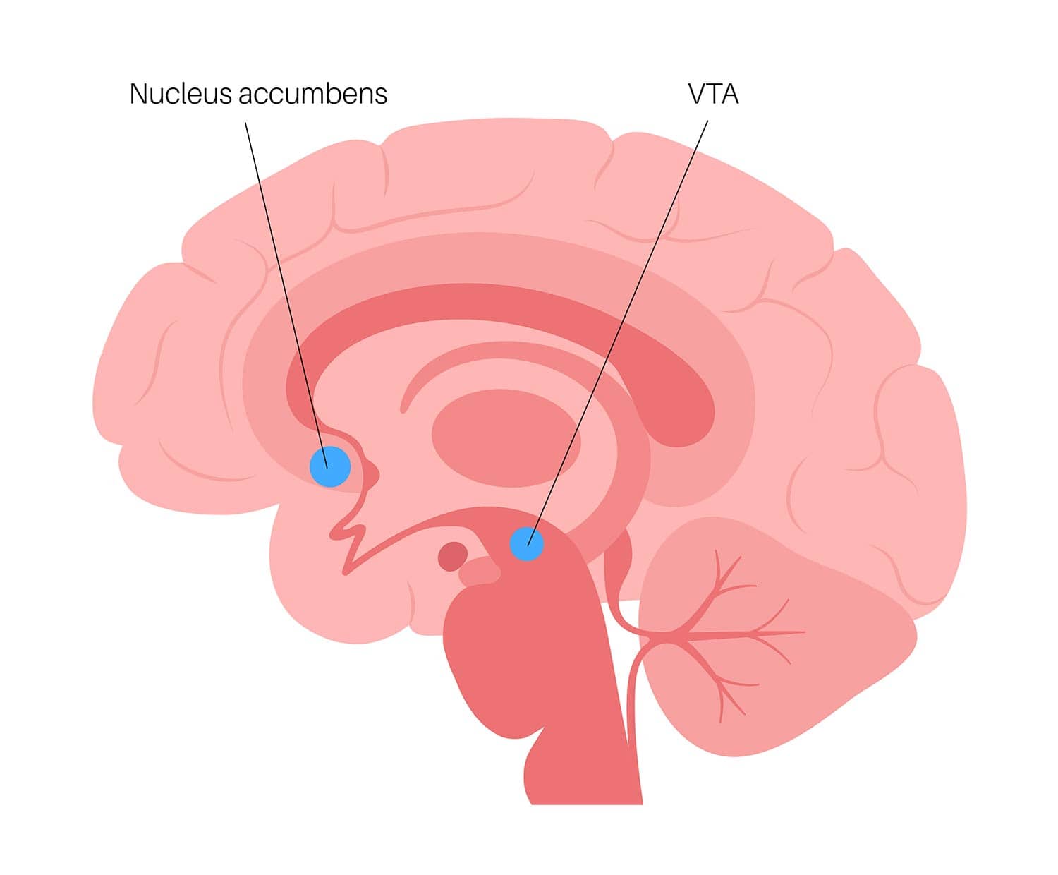 Where is the nucleus accumbens located