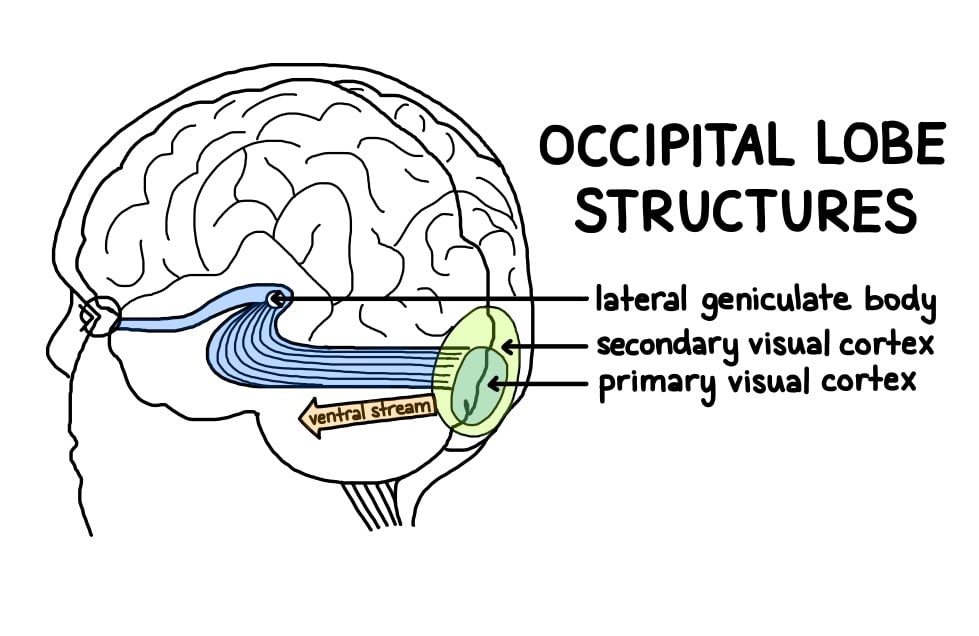 Occipital Lobe Structure (Simply Psychology)