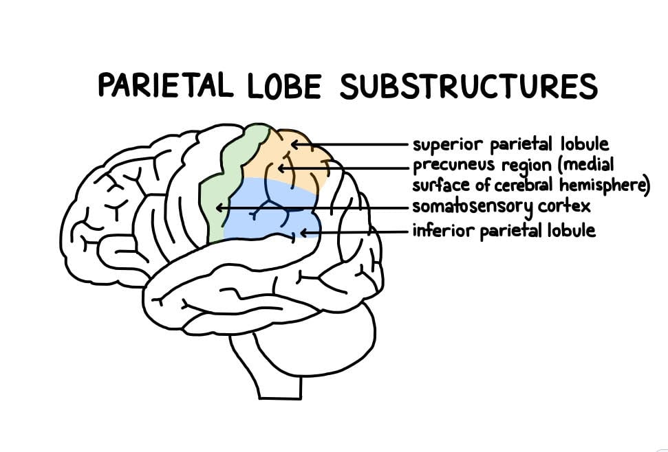 Parietal Lobe Structure (Simply Psychology)