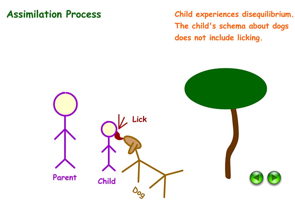 Example of assimilation in Psychology