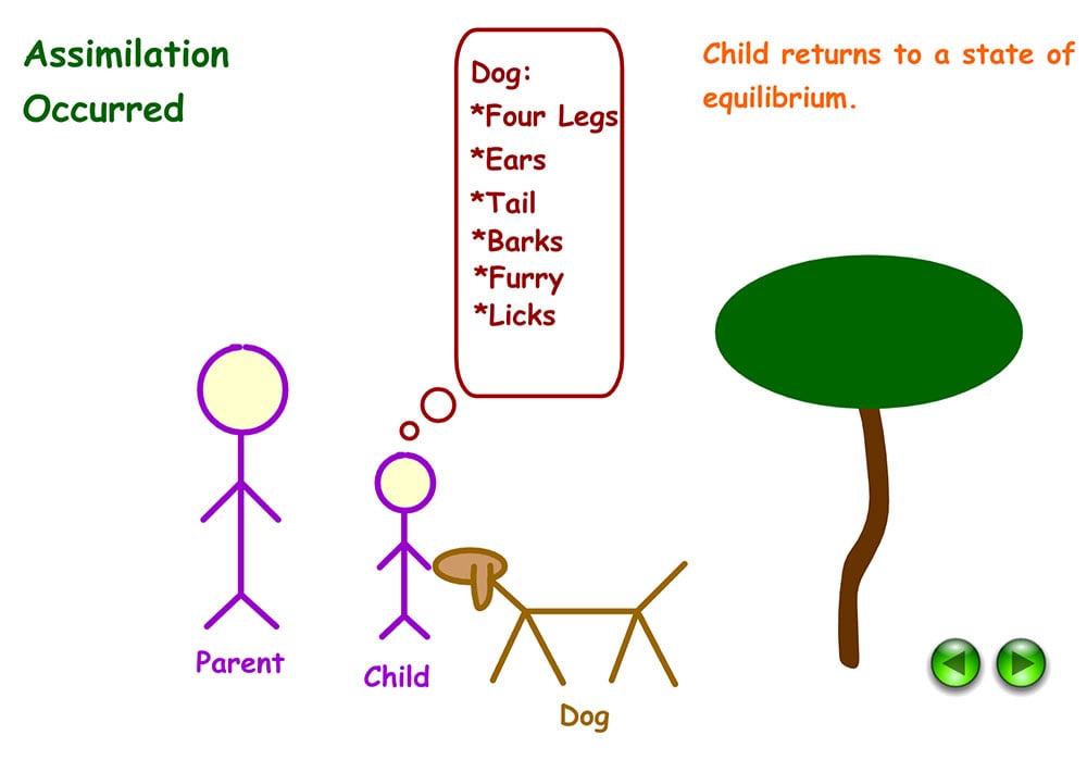 Example of assimilation in Psychology