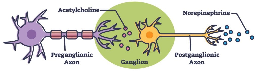 preganglionic and postganglionic neurons