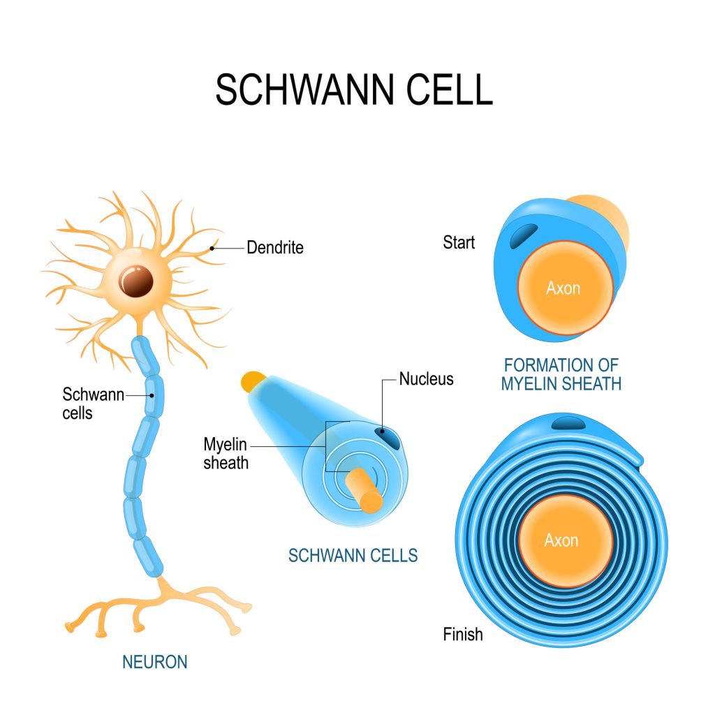 Schwann cells. Structure of neurolemmocytes.