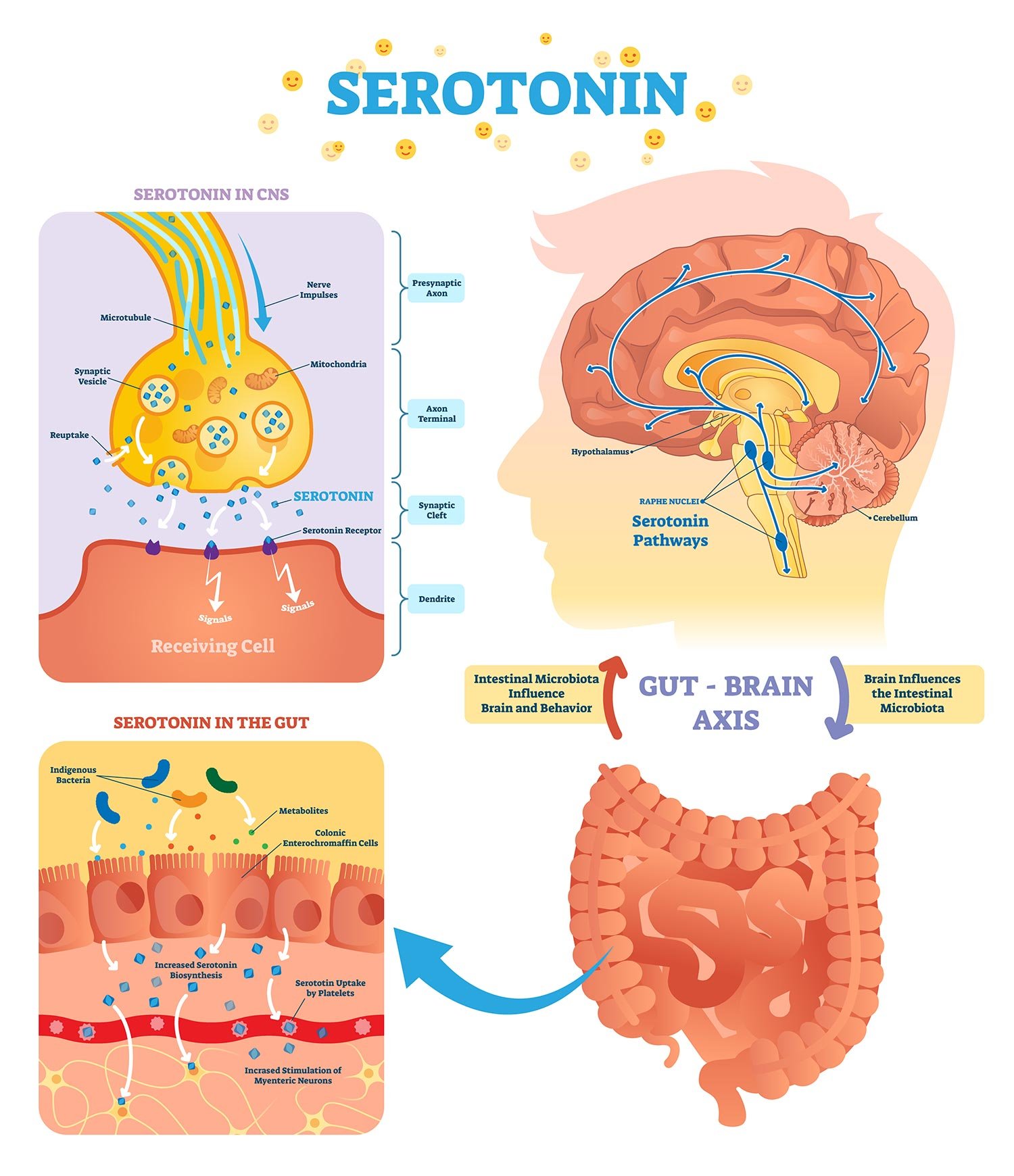 Serotonin is a neurotransmitter
