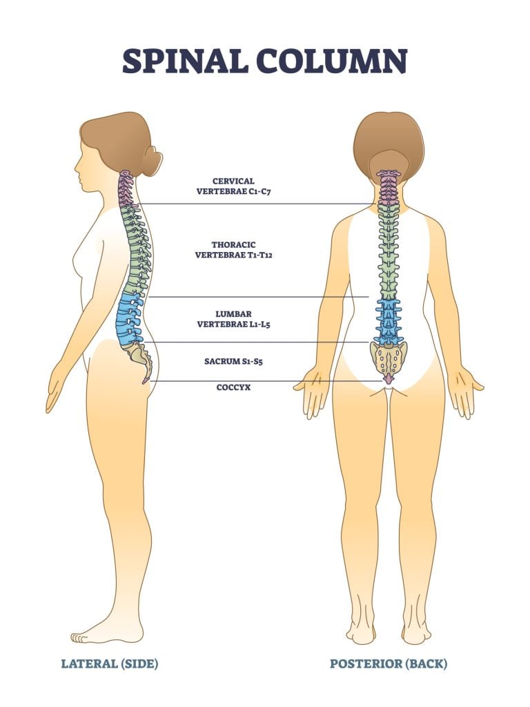 Spinal column bones and anatomical spinal backbone structure outline diagram. Labeled educational scheme with cervical, thoracic, lumbar and sacral sections in human skeleton vector illustration