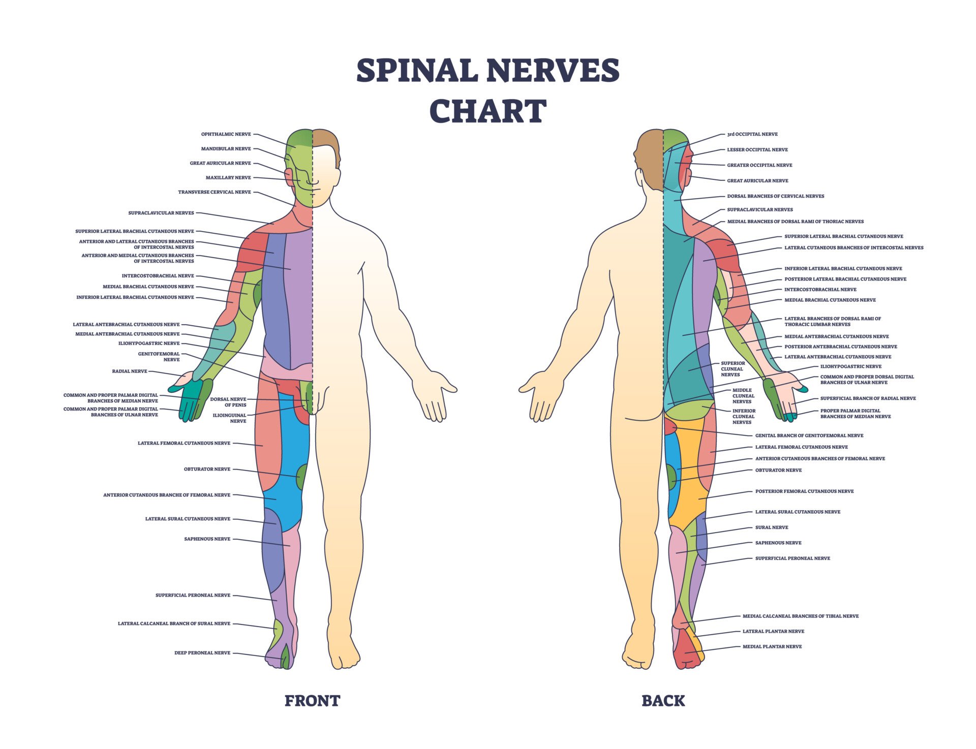 Spinal nerves chart and medical neural network in human body outline diagram. Labeled educational scheme with front and back neurology explanation