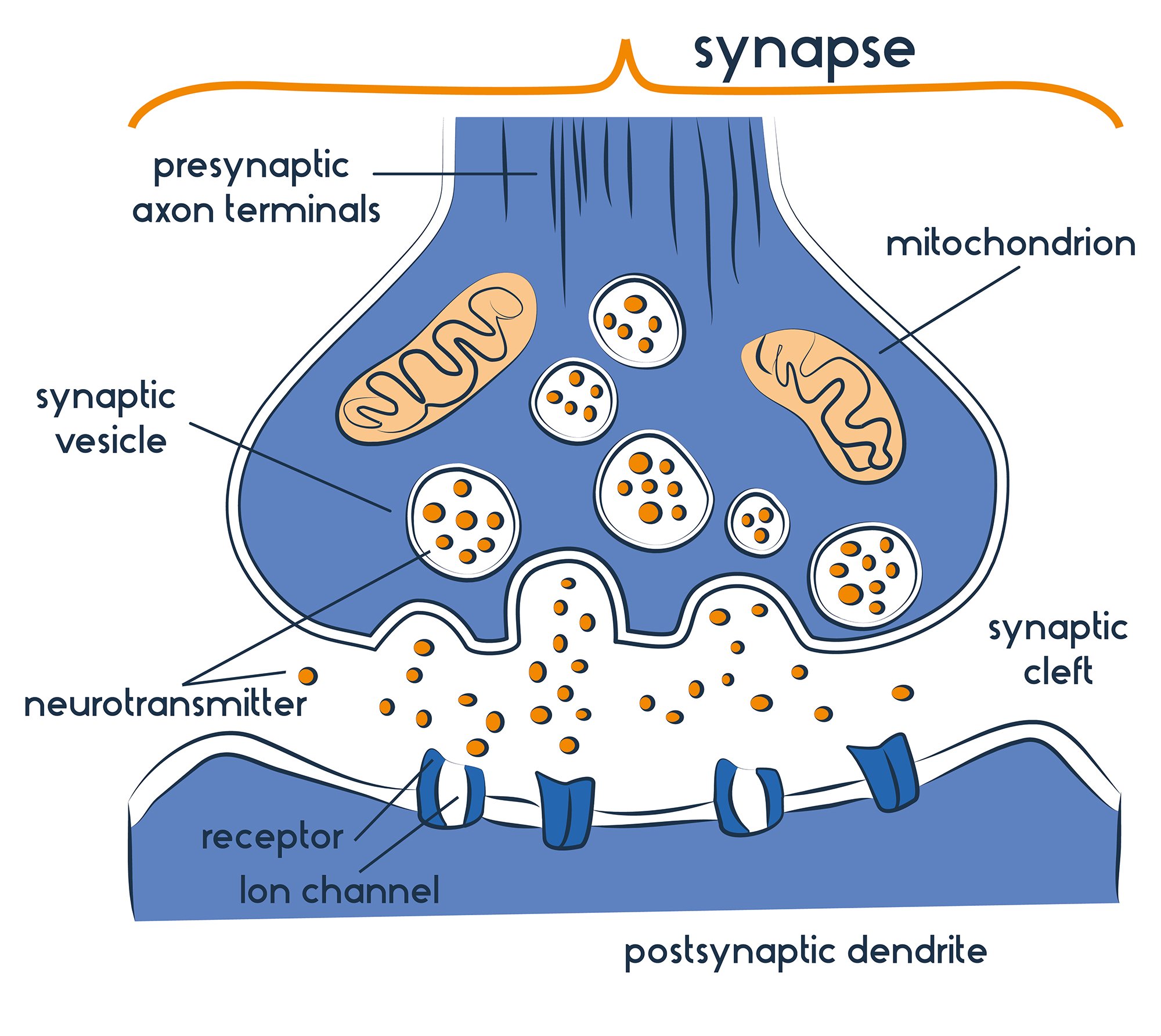 Diagram showing the stricture of a synapse: Presynaptic endings, synaptic cleft, and postsynaptic endings