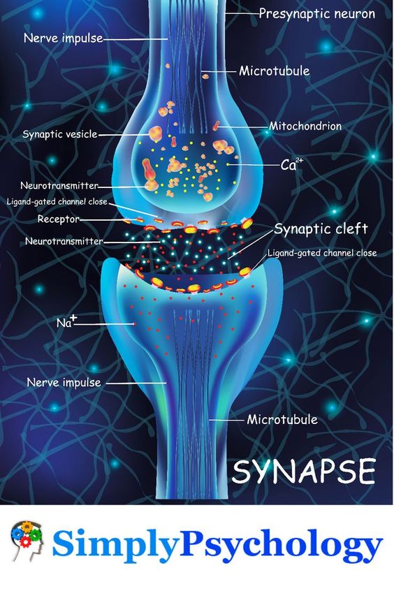 synapse gap