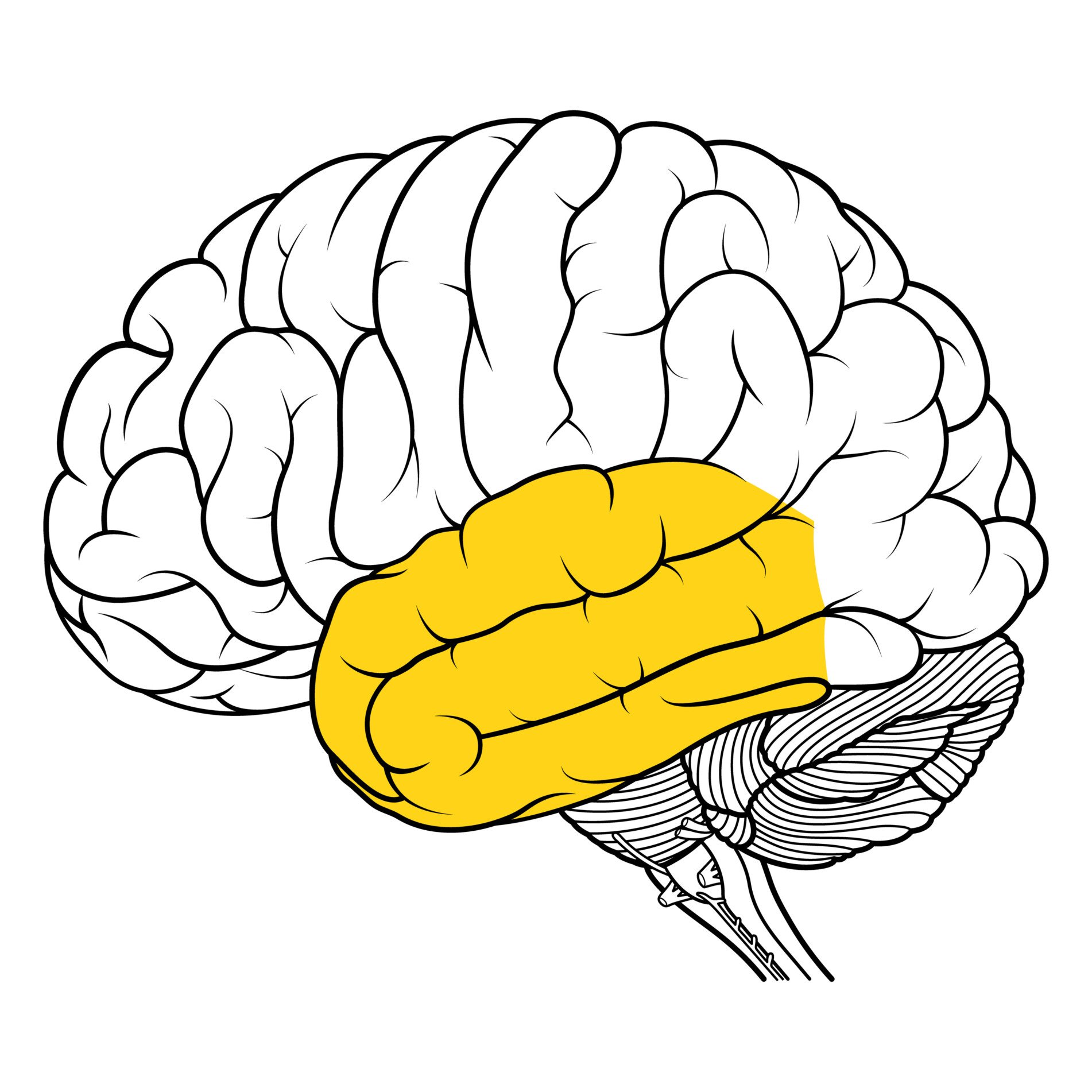 a diagram of the temporal lobes highlighted in yellow