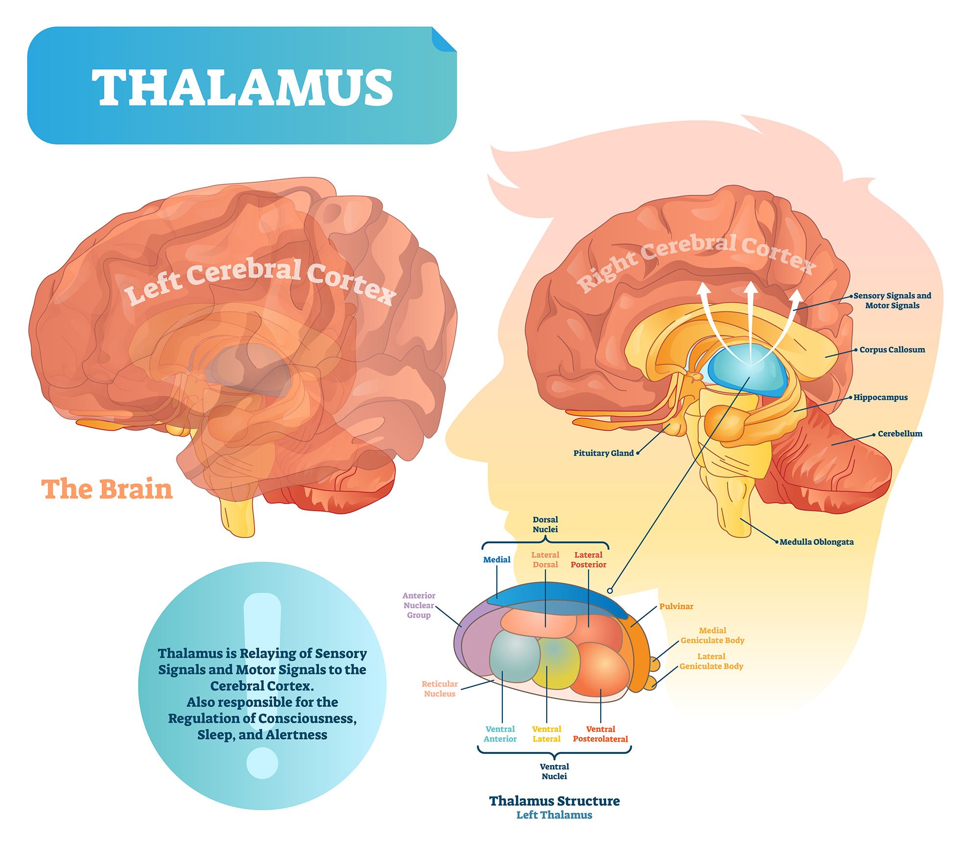 The thalamus is often described as the relay station of the brain as a great deal of information that reaches the cerebral cortex, first stops in the thalamus before being sent to its destination. 