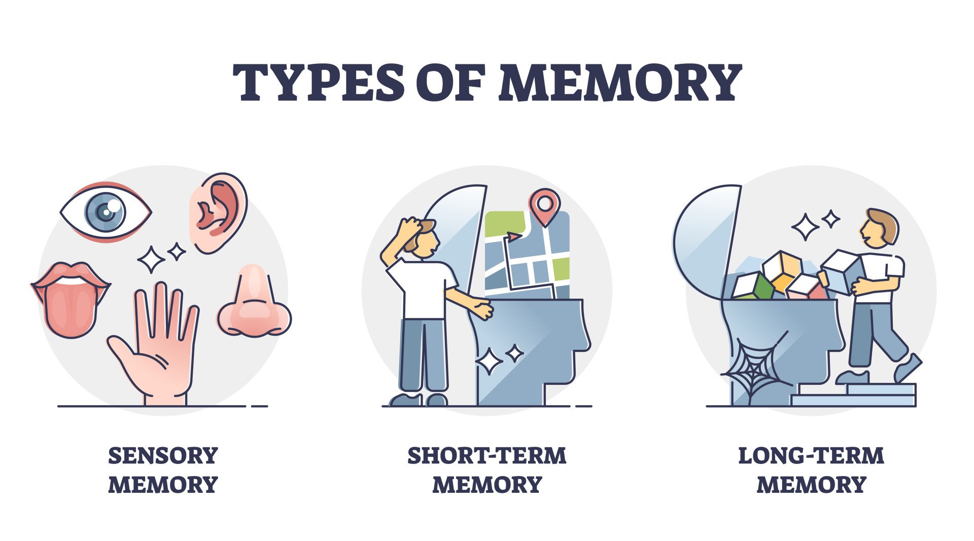 Types of memory - sensory, short-term and long-term, vector outline diagram. Sensory information transferred and stored as memories. Cognitive science