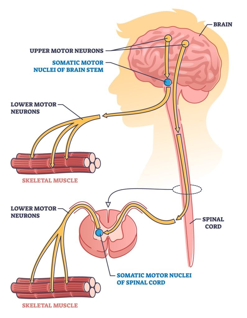 upper lower motor neurons