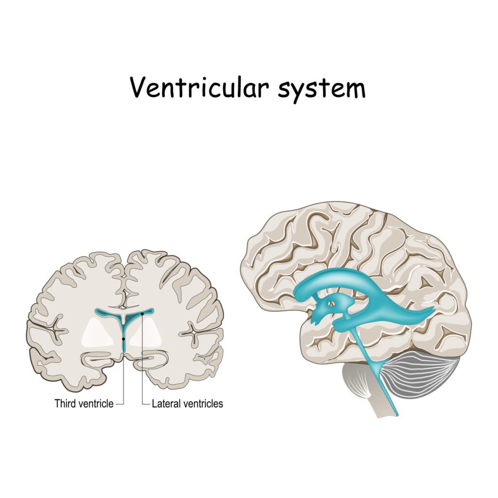 Ventricular system. Cross Section of a Human brain with ventricles and Cerebrospinal fluid