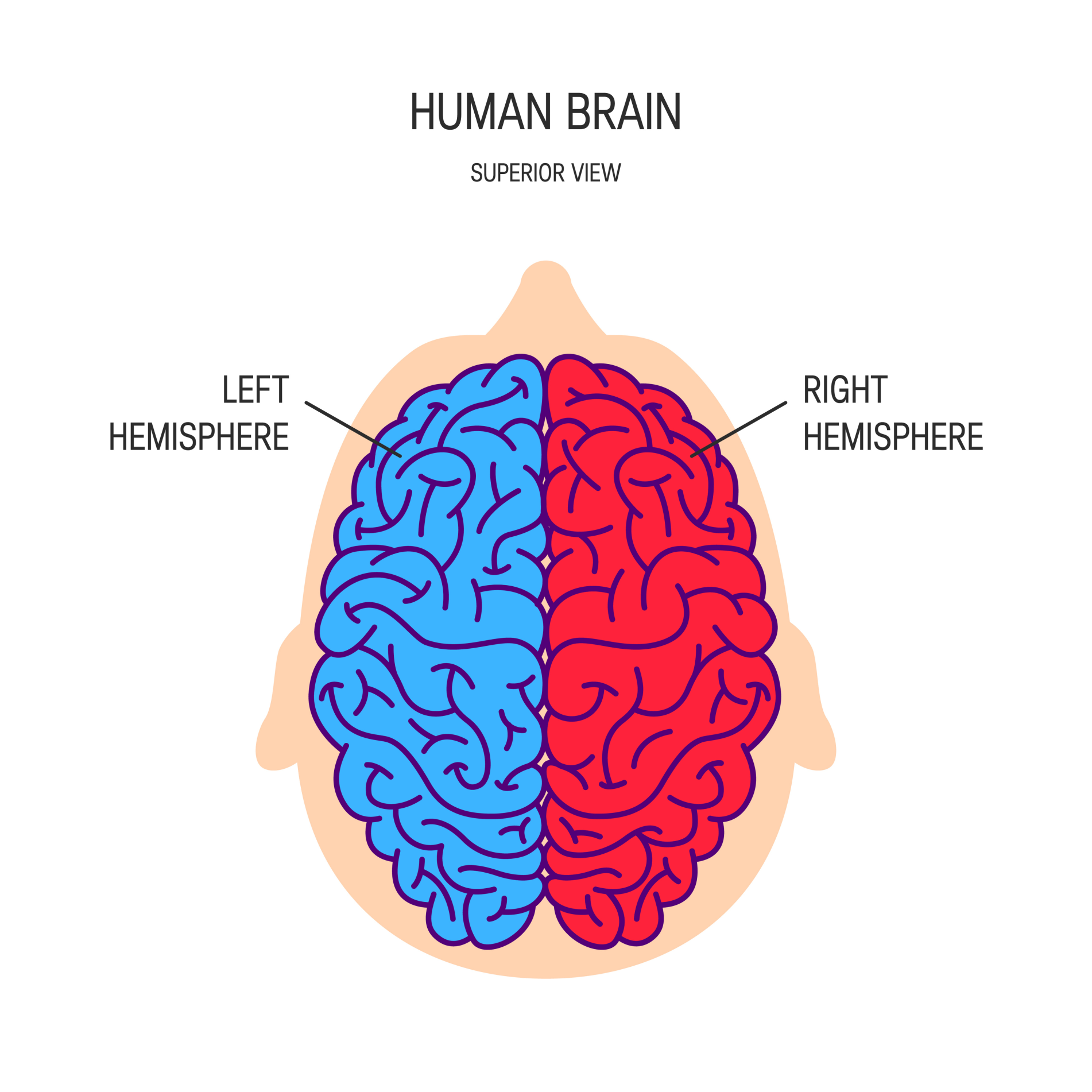 The cerebrum is divided into left and right hemispheres. The two sides are connected by the nerve fibers corpus callosum.