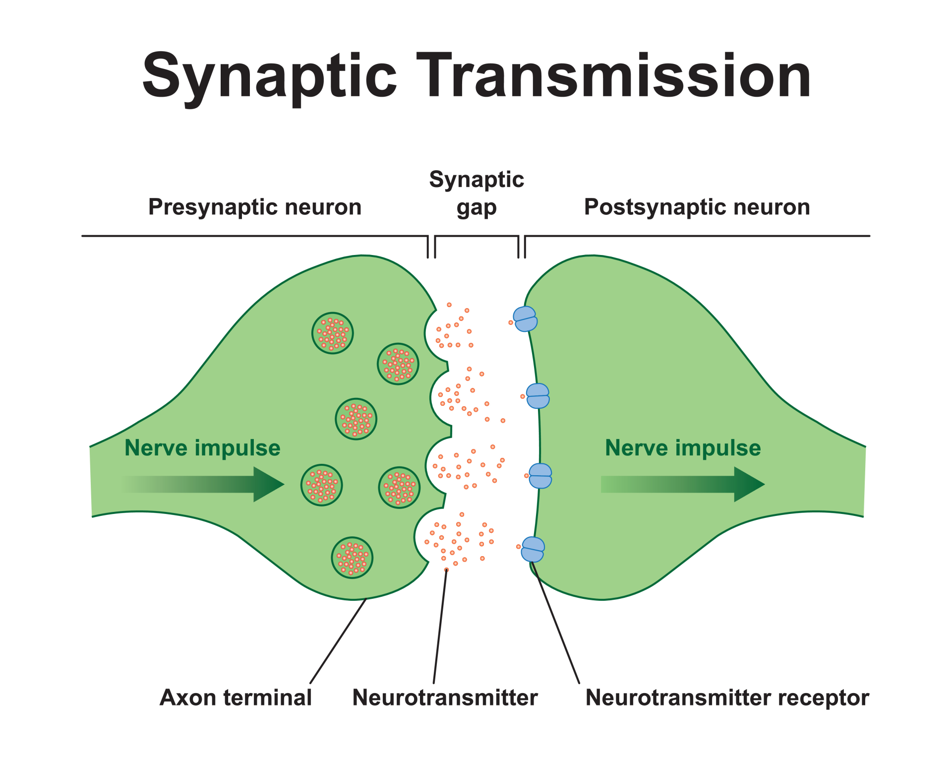 The Synaptic Transmission Between Neurons