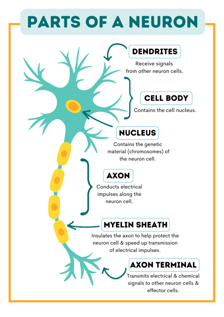 Parts of a Neuron Cell
