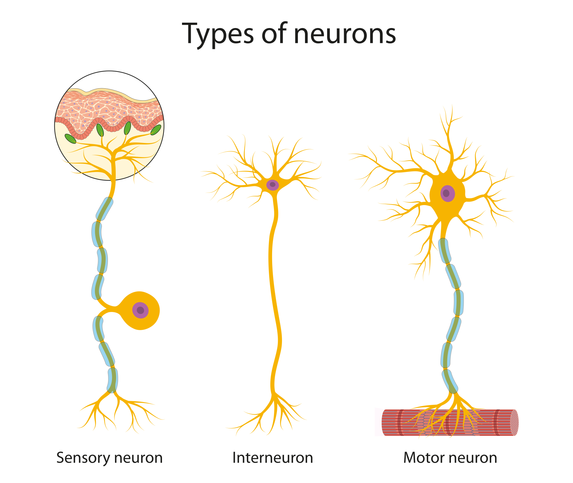 Tyes of Neurons: Sensory, Motor, and Relay