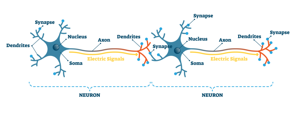 Neuron Synapse illustration. Connection between pre and post synaptic neuron illustration